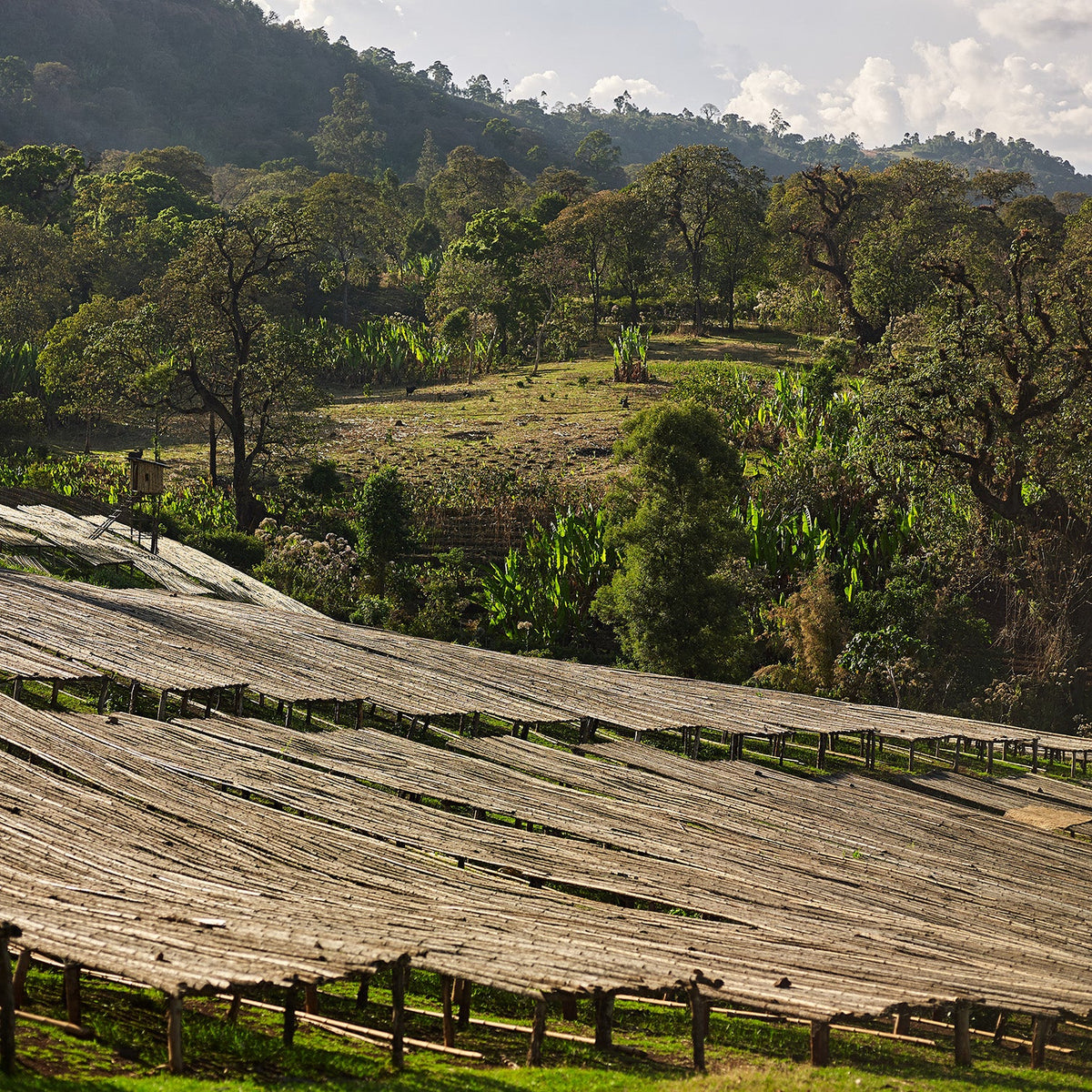 Ethiopia - Gori Gesha - Gesha Forest + SNNPR - Double Anaerobic Natural