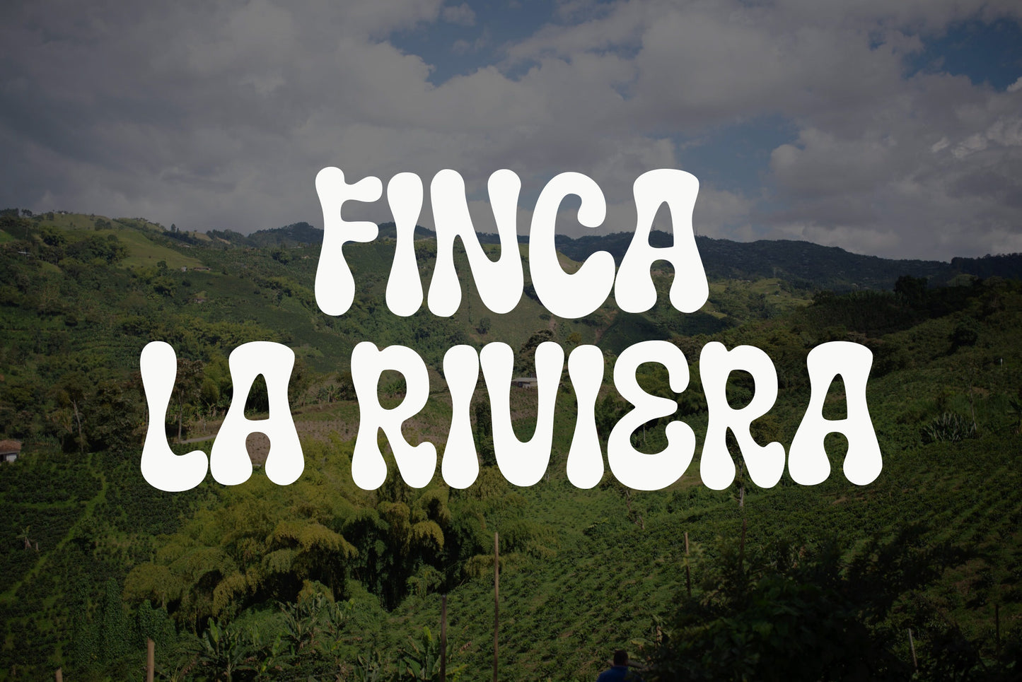 Colombia - Finca La Riviera - Julio Madrid - Pink Bourbon - Extended Ferm. Honey