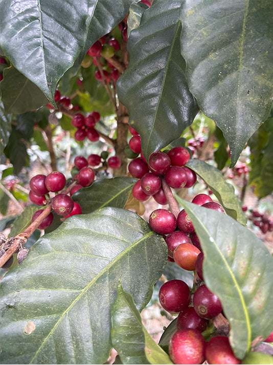 Guatemala - Los Vecinos - Huehuetenango - Washed