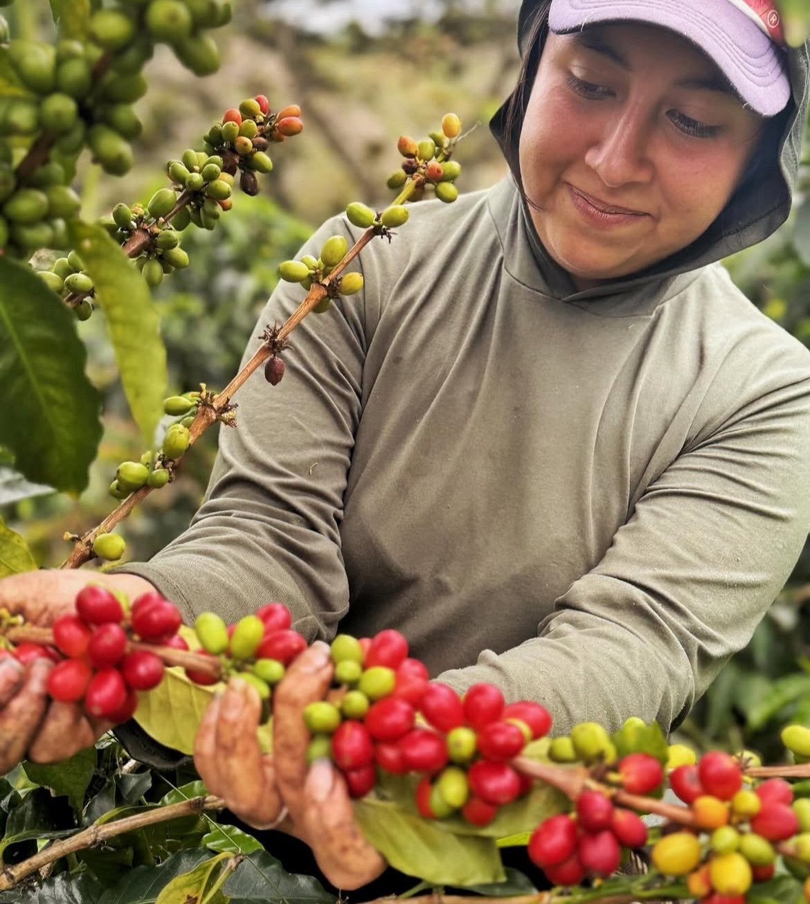Colombia - Piendamo, Cauca - Finca El Paraíso - Diego Bermudez Tapia - Lychee Castillo - Biocatalisys Thermal Shock