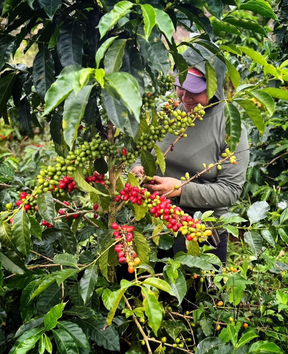 Colombia - Piendamo, Cauca - Finca El Paraíso - Diego Bermudez Tapia - Peach Pink Bourbon - Biocatalisys Thermal Shock