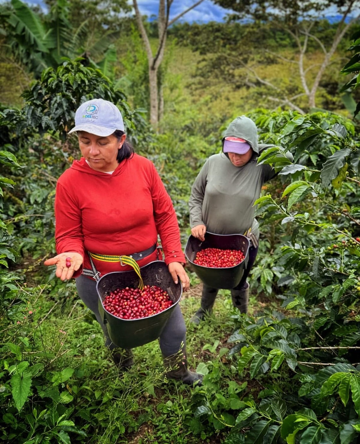Colombia - Piendamo, Cauca - Finca El Paraíso - Diego Bermudez Tapia - Lychee Castillo - Biocatalisys Thermal Shock