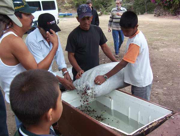 Mexico - Terruno Nayarita Co-Op - El Kaladi Selecta - Washed