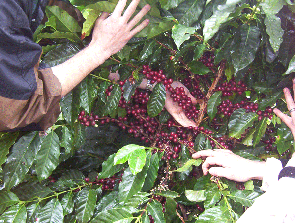 Mexico - Terruno Nayarita Co-Op - El Kaladi Selecta - Washed