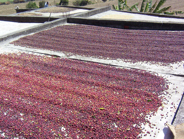 Mexico - Terruno Nayarita Co-Op - El Kaladi Selecta - Washed