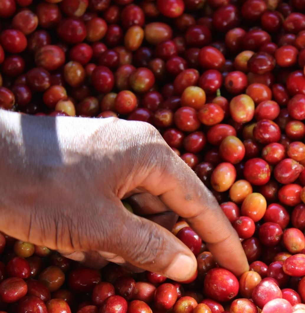 Ethiopia - Uraga, Guji - Layo Teraga - Washed Bourbon