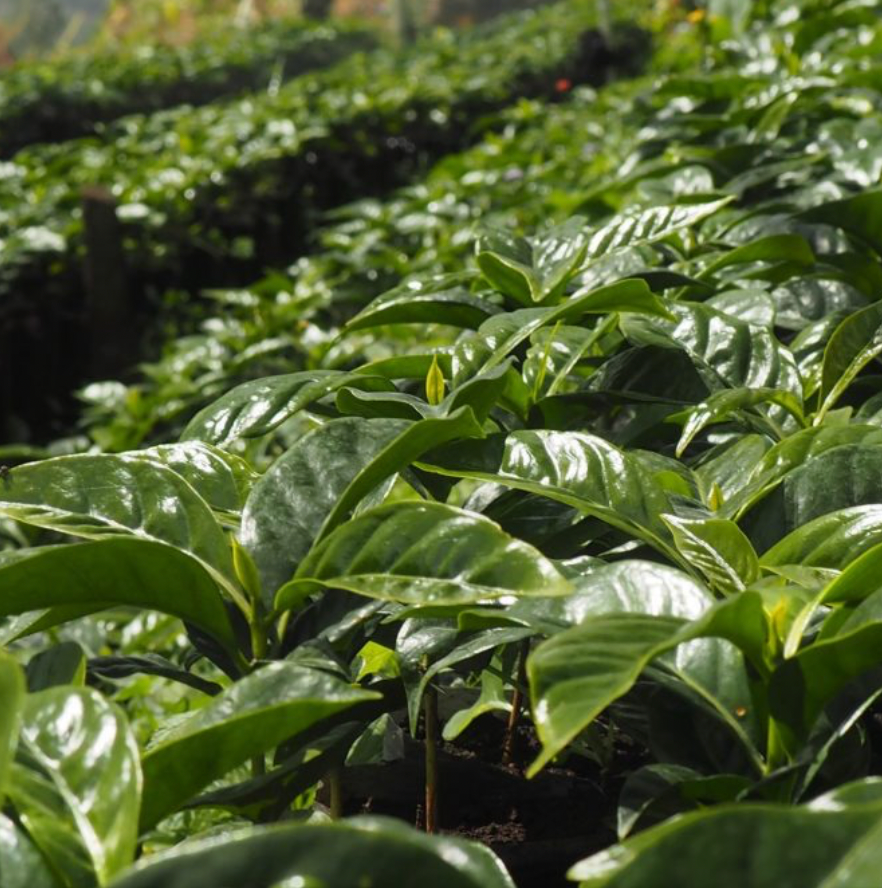 Honduras - Finca Archanos - Victor Contreras - Gesha Floral - 72 Hour Mossto Natural