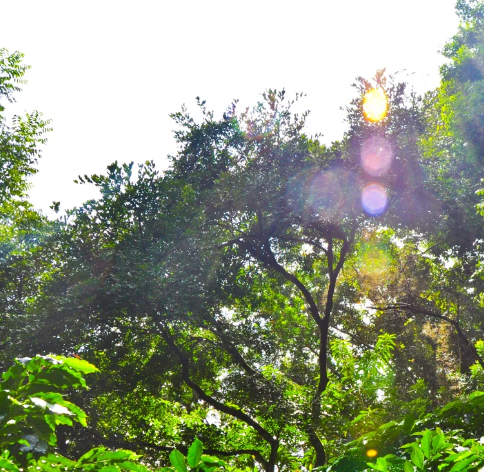 Costa Rica - Poas, Central Valley - Hacienda Sonora - Red Honey Natural