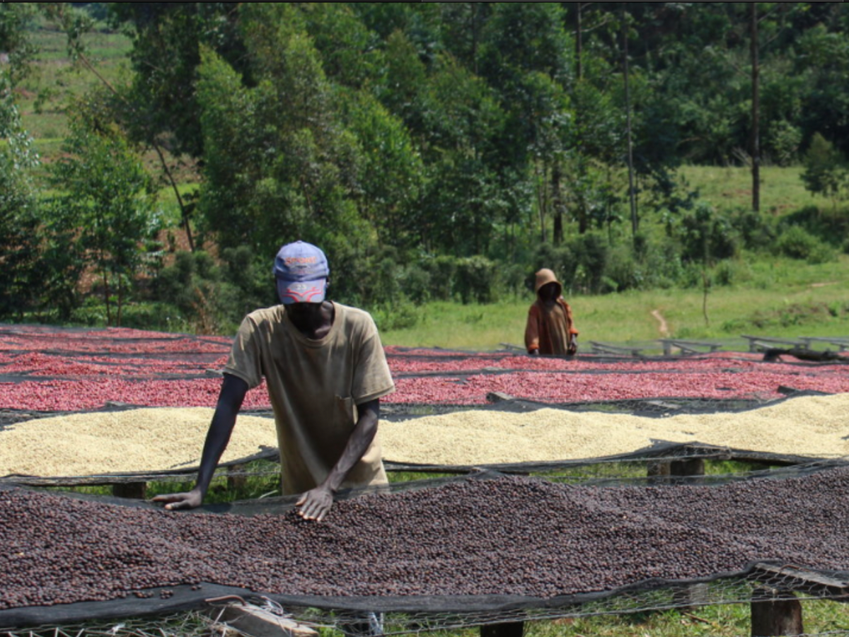 Burundi - Gatara, Kayanza - Masha Community Lot - Bourbon - Anaerobic Natural