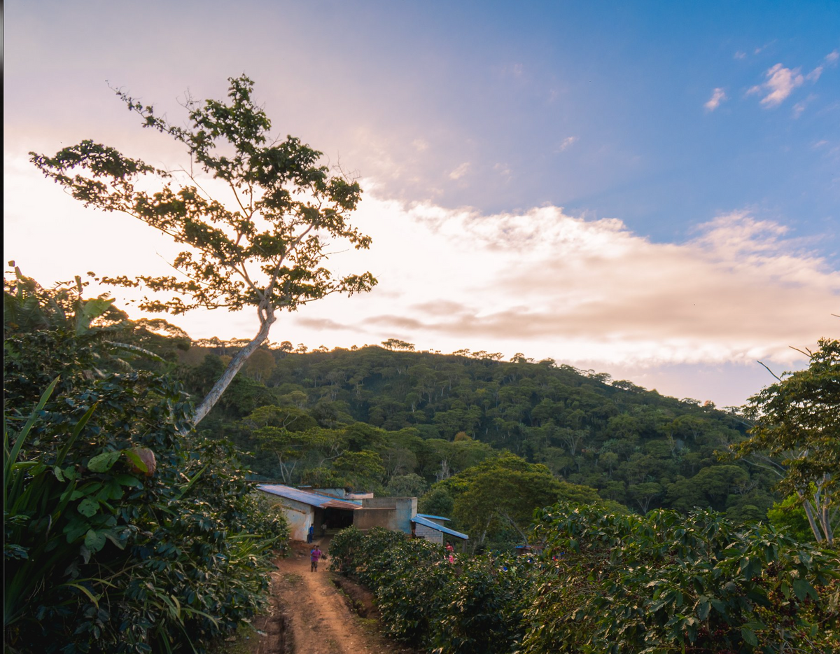 Honduras - Finca Santa Lucia - Raul Rodriguez - Organic Washed Gesha - 8oz