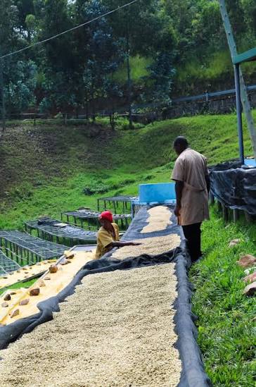 Ethiopia - Kochere - Bonde Washing Station - Israel Degefa - Washed Yeast Inoculation- 8oz
