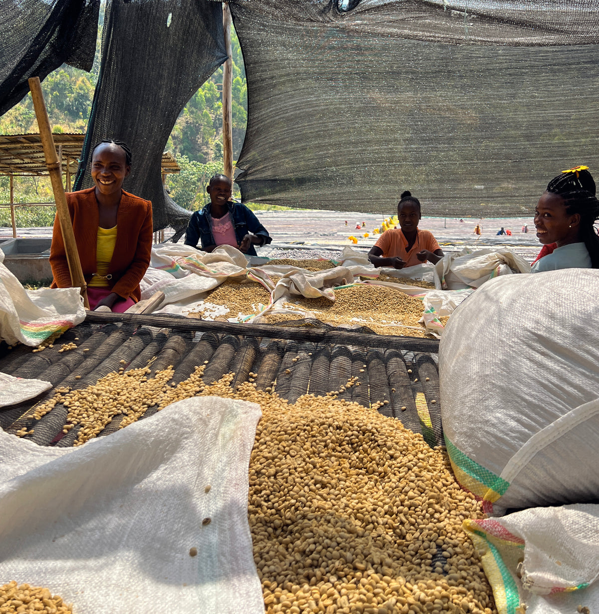 * Micro-Lot* Ethiopia - Faysel Abdosh Yonis - Shawntawene, Ayla - Sidama - Organic Washed