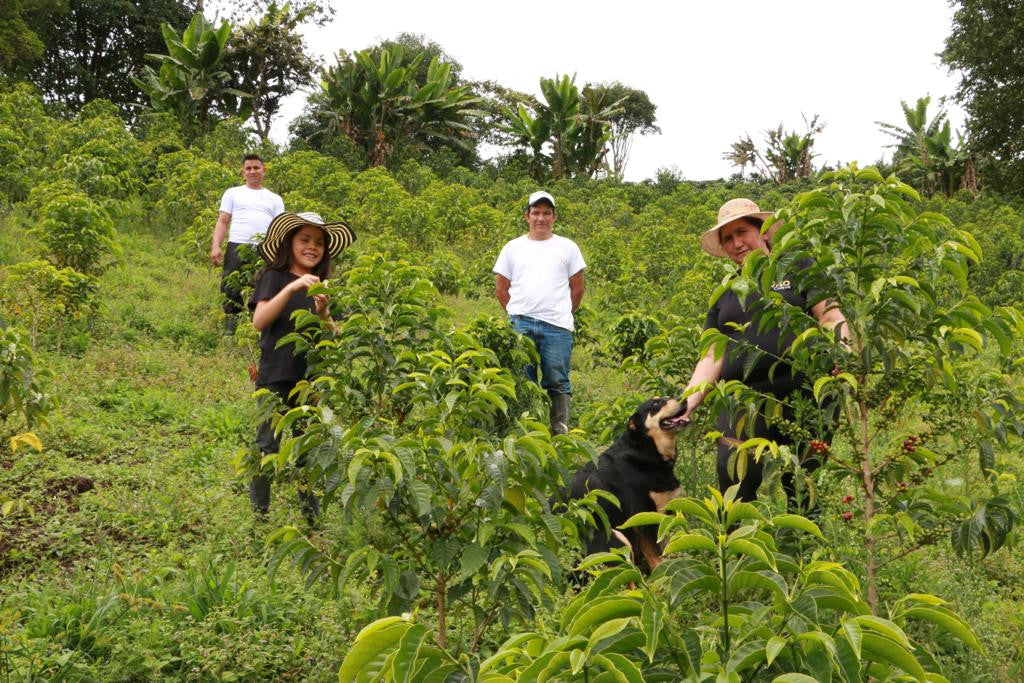 Colombia - Finca El Diviso - Nestor & Adrián Lasso - Gesha - Thermal Shock
