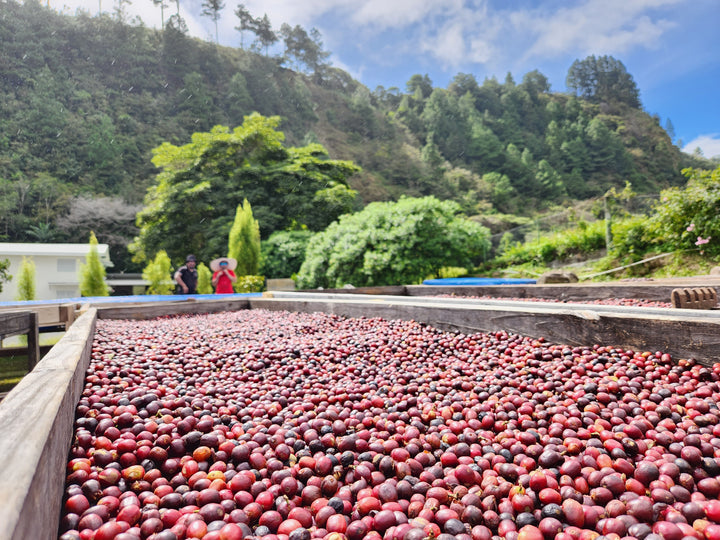 Honduras - Finca La Valentina - Montecillos, La Paz - Natural