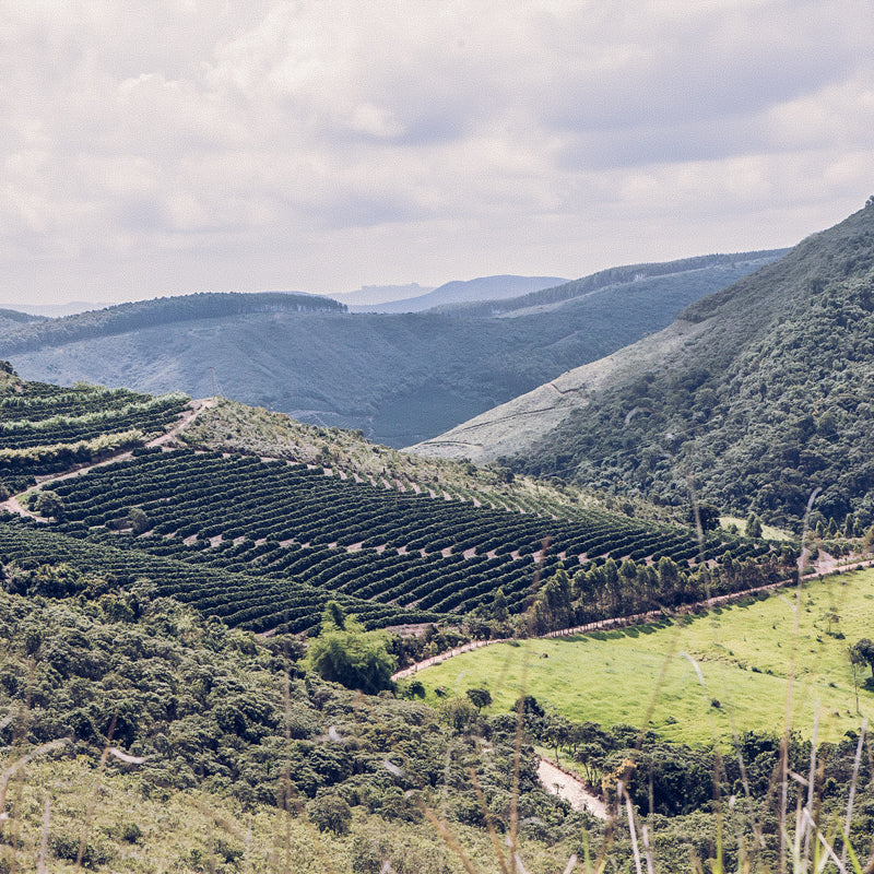 Surfers Blend - El Salvador + Brazil - Medium Roast