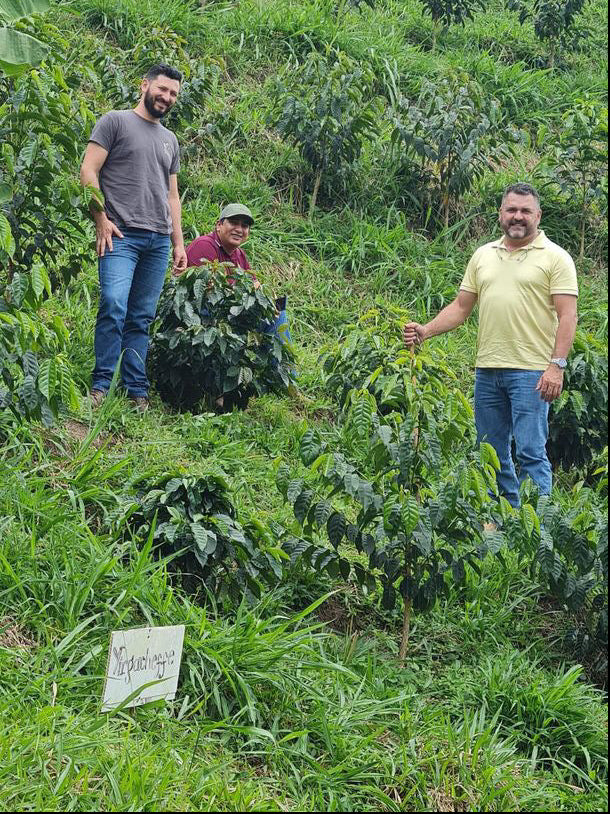 ** Limited 66 Release ** Colombia - Finca Milán - Julio Madrid & Julio Quiceno - New Generation Caturra - 144 Anaerobic Culturing