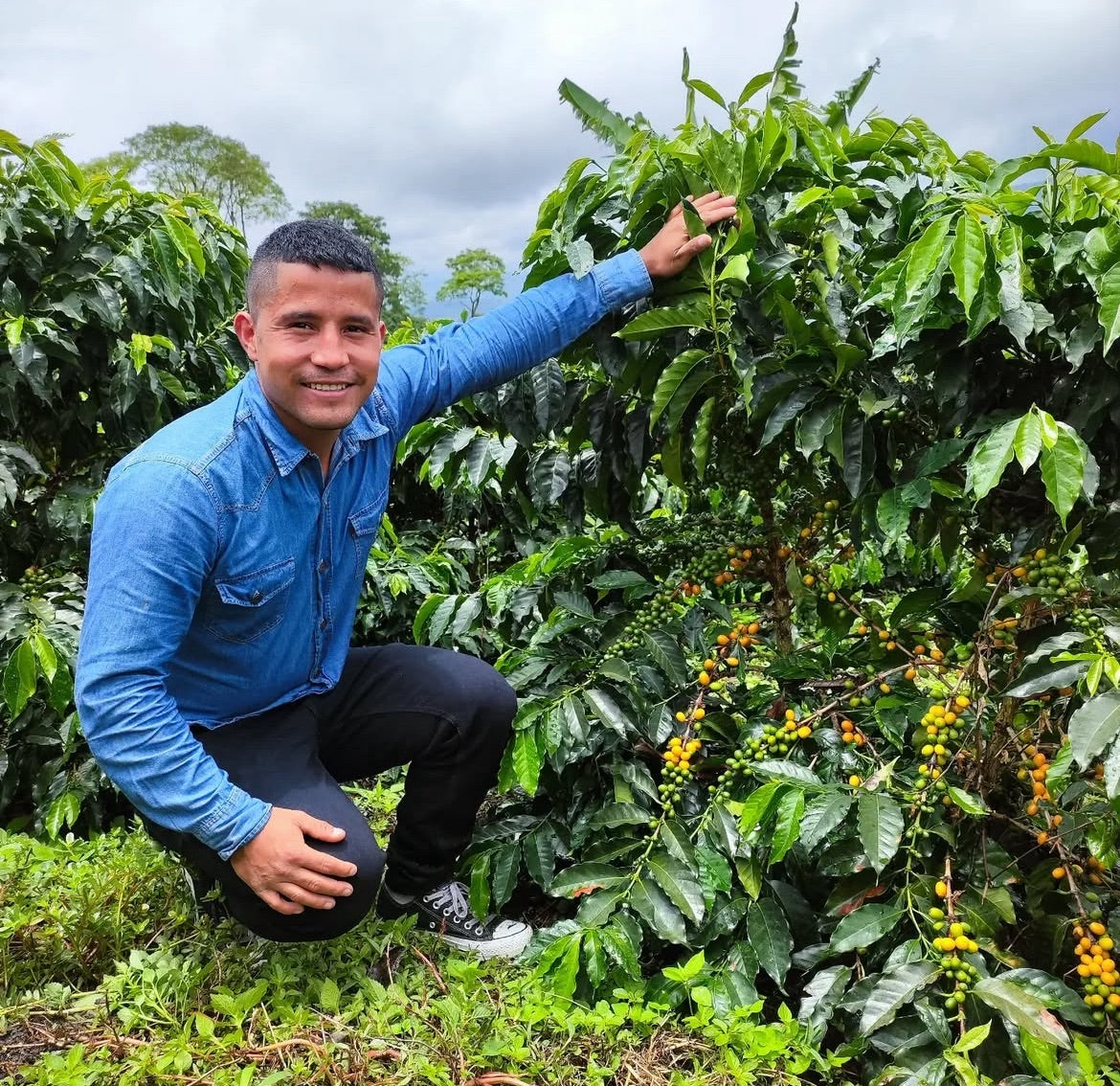 *Limited 66* Colombia - Oporapa, Huila - Quebraditas - Edinson Argote & Angela Rojas - Gesha - 120 Multi-Stage Washed Fermentation