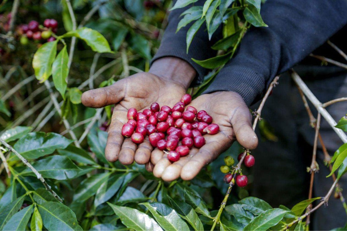 Ethiopia - Guji - Hambela - Tracon Coffee - Deri Kidame Station - Natural