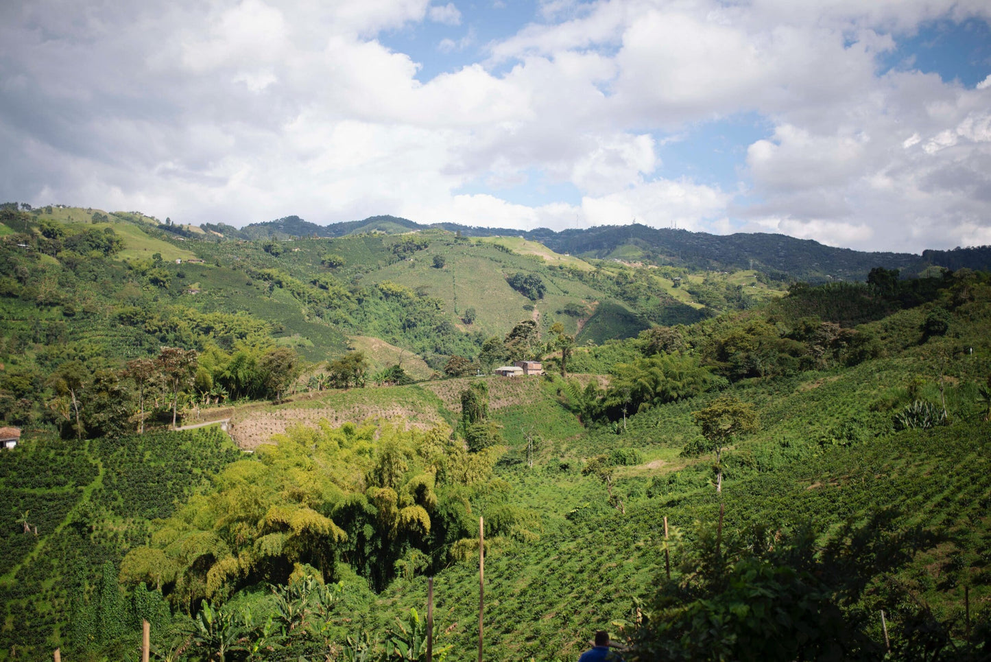 ** Limited 66 Release ** Colombia - Finca Milán - Julio Madrid & Julio Quiceno - New Generation Caturra - 144 Anaerobic Culturing