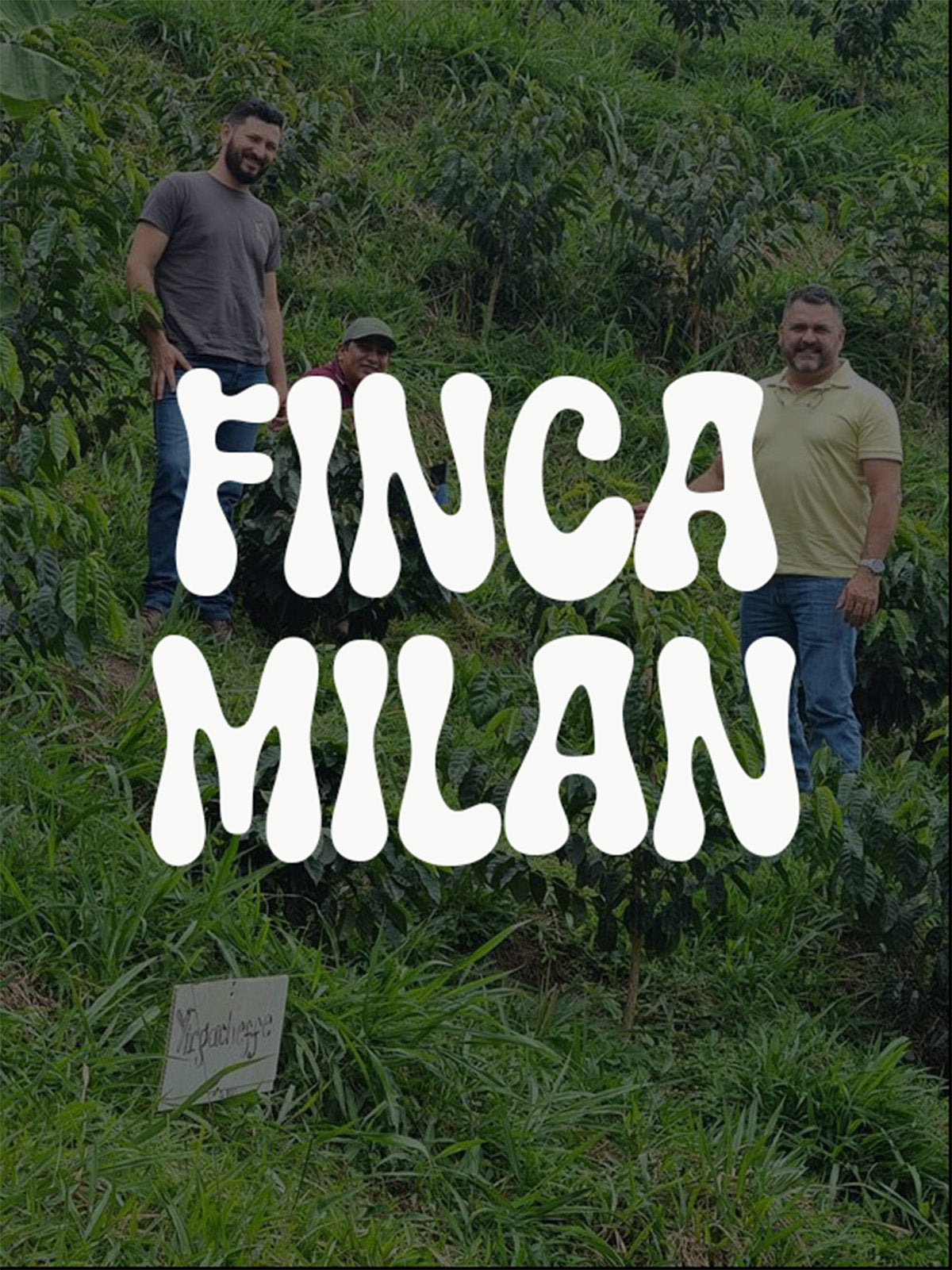 ** Limited 66 Release ** Colombia - Finca Milán - Julio Madrid & Julio Quiceno - New Generation Caturra - 144 Anaerobic Culturing
