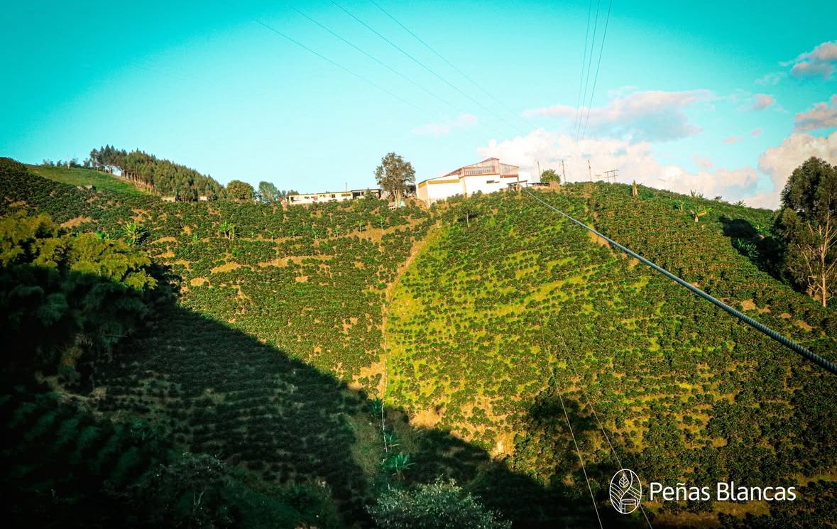 Colombia - Peñas Blancas Estate - Nestor Lasso & Jhon Vergara - Anaerobic Natural - Caturra