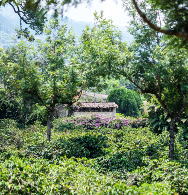 Guatemala, Monjas, Jalapa - Finca El Pinal -  Gesha