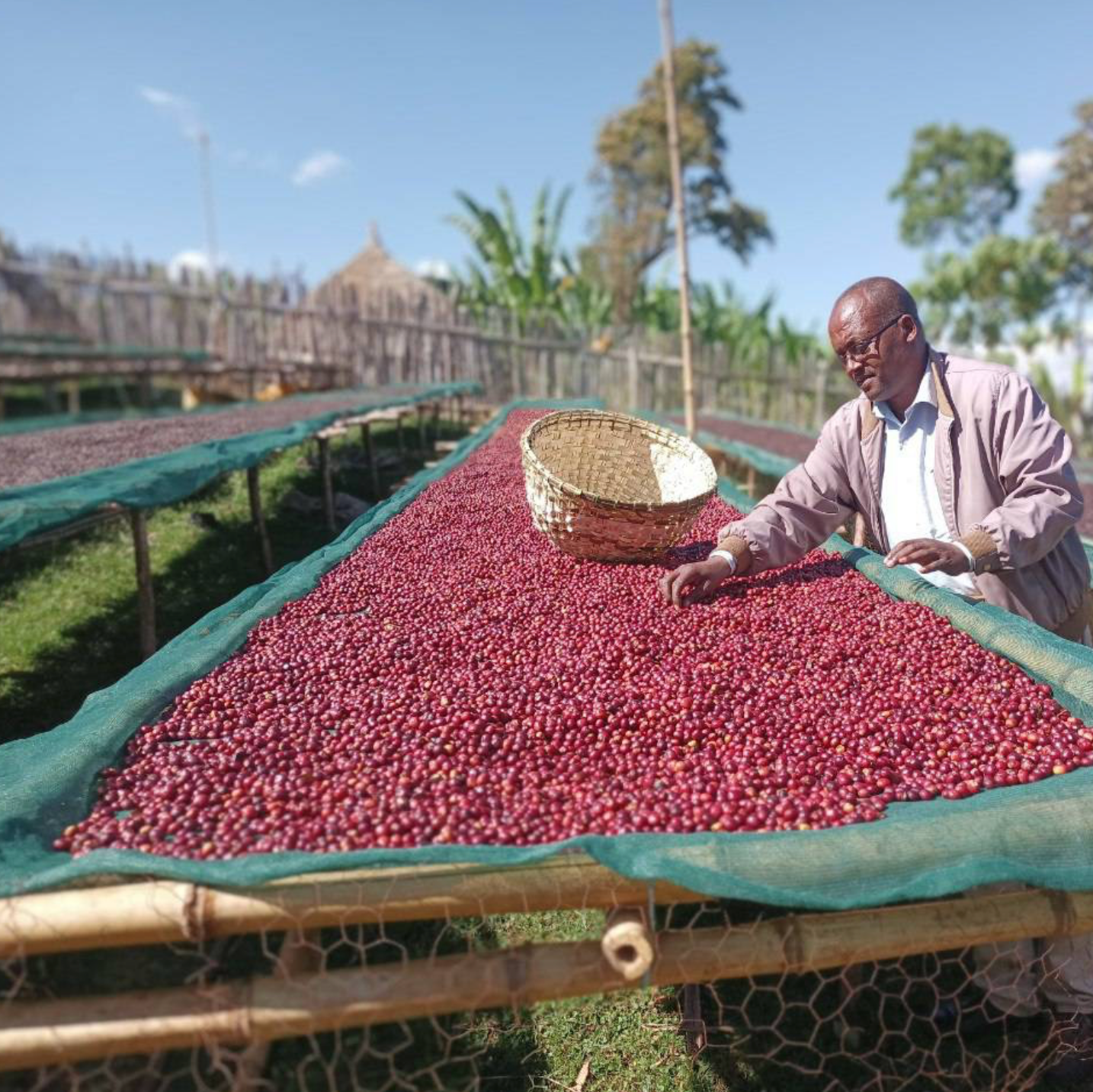 Ethiopia - Niguse Nara - Murago Kebele - 56hr Extended Anaerobic Natural
