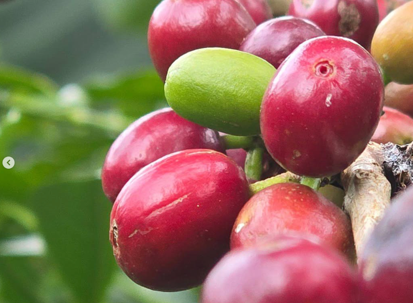 Ethiopia - Niguse Nara - Murago Kebele - 56hr Extended Anaerobic Natural