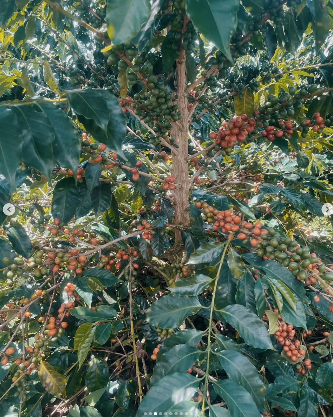 Colombia - Finca Negro - Jhon Rodriguez - Ombligon - Advanced Washed