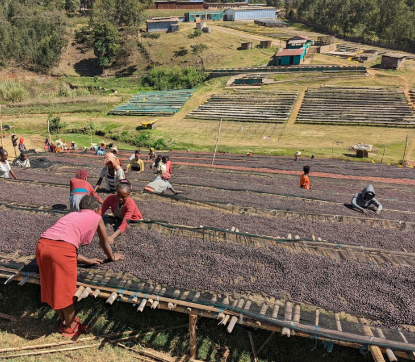Ethiopia - Biru Bekele - Wush Wush - 96hr Anaerobic natural
