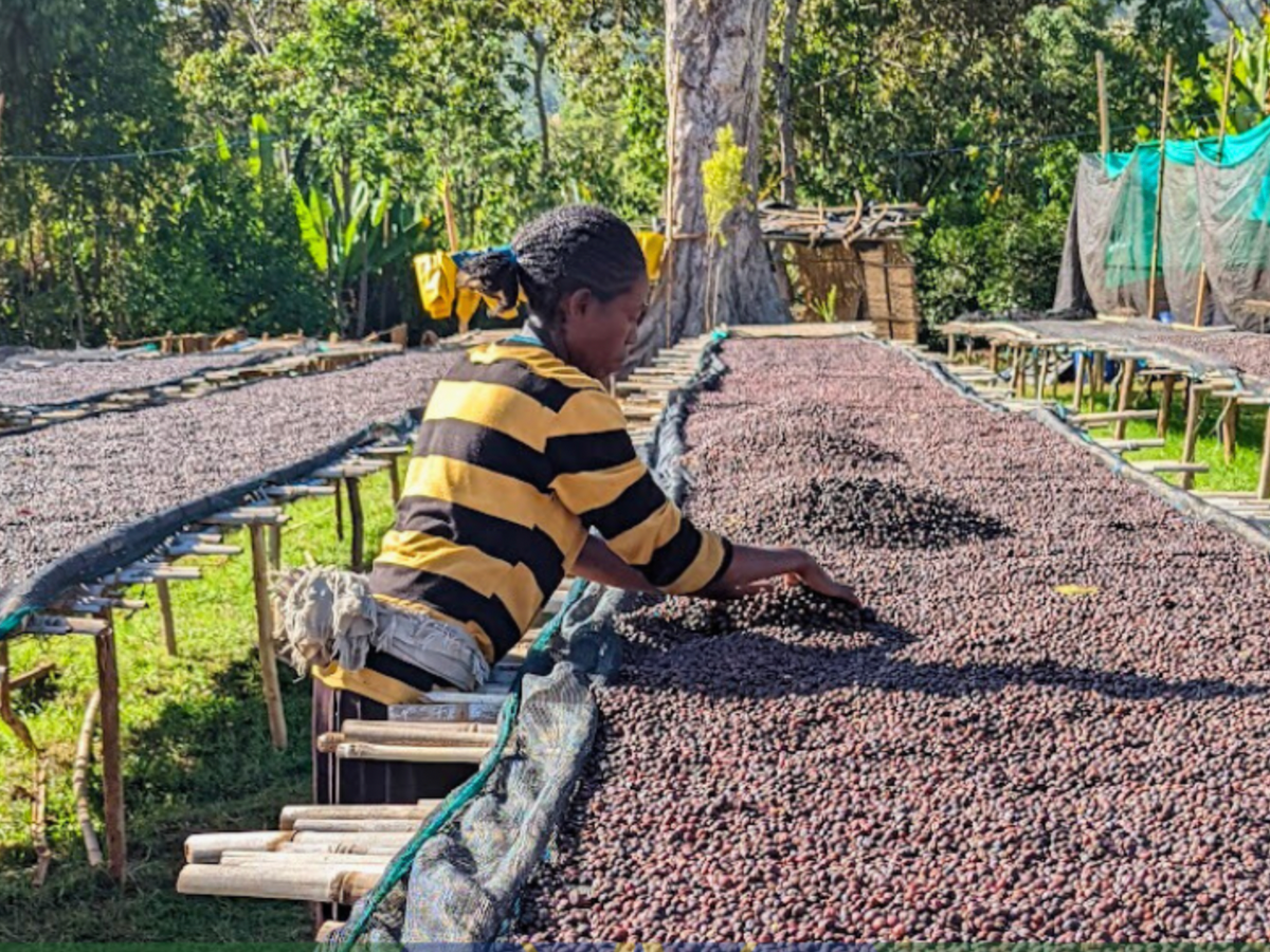 Ethiopia - Biru Bekele - Wush Wush - 96hr Anaerobic natural