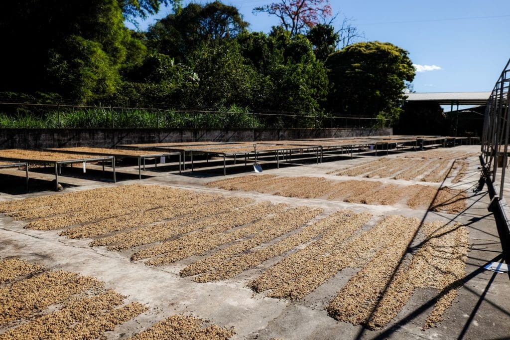 Costa Rica - Poas, Central Valley - Hacienda Sonora - Red Honey Natural