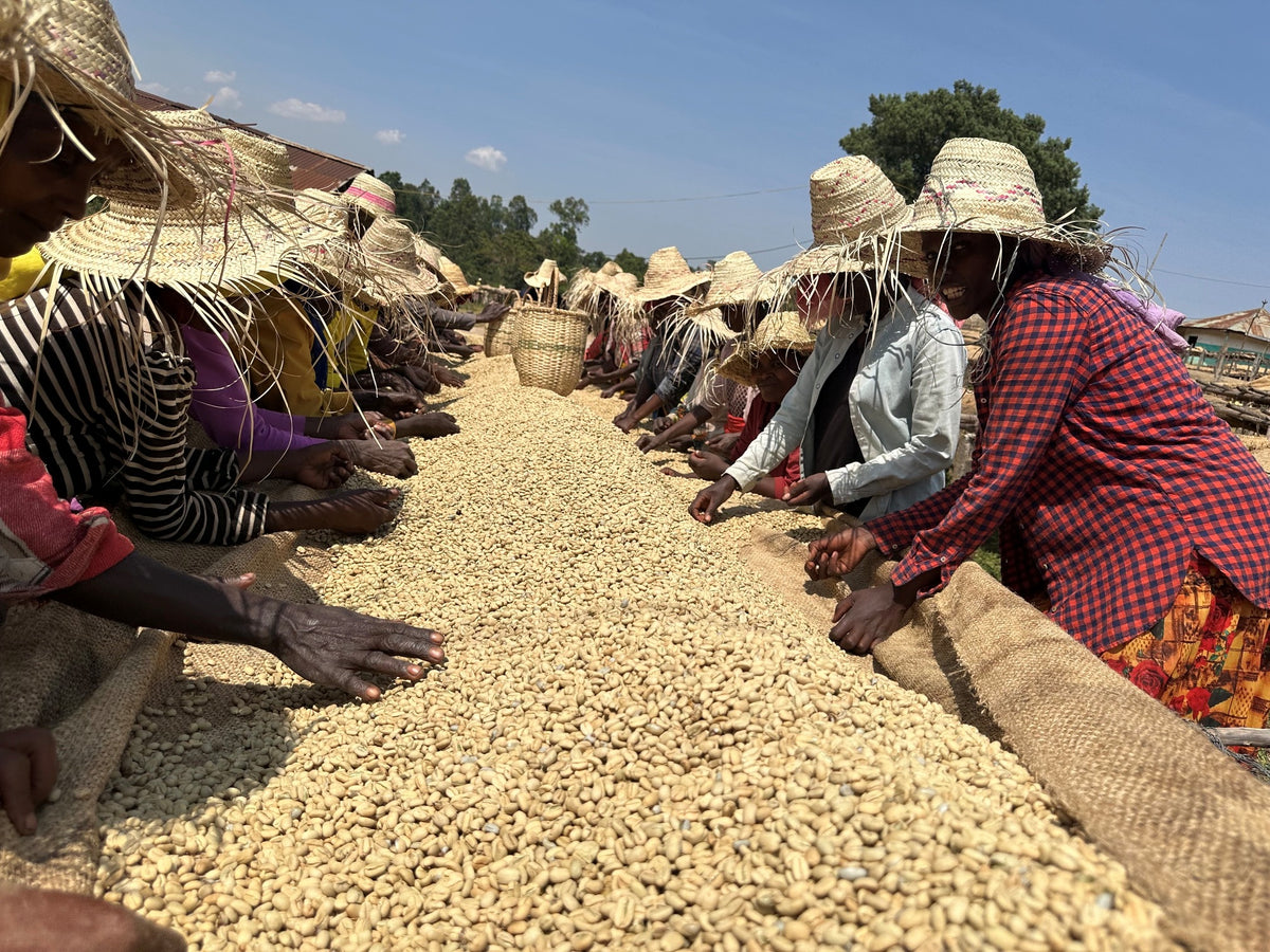 Ethiopia - Boledu Washing Station - Kochere - Yirgacheffe - Natural - 8oz