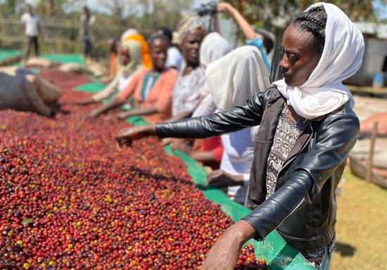 Ethiopia - Biru Bekele - Wush Wush - 96hr Anaerobic natural