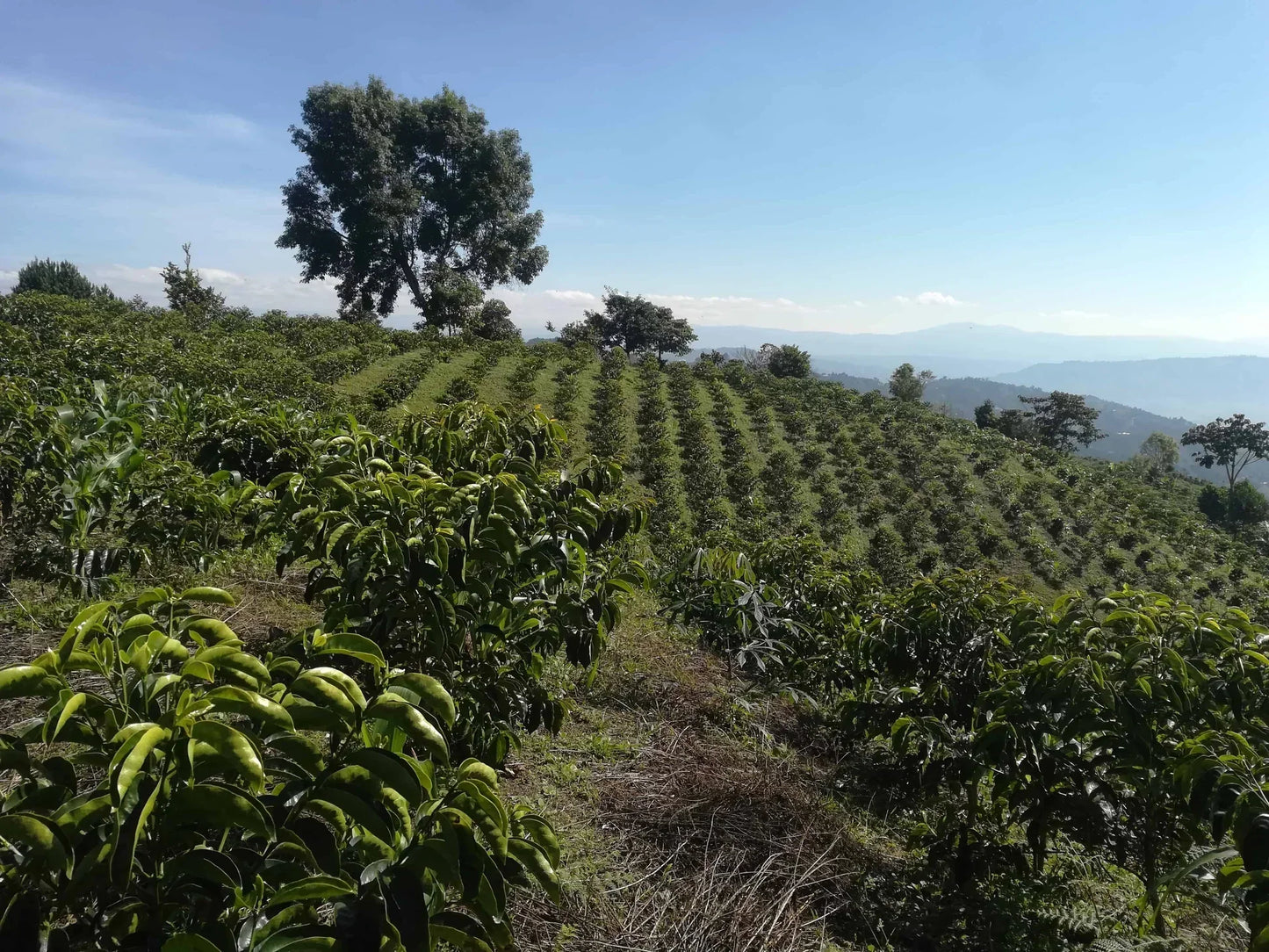Colombia - Finca El Diviso - Nestor & Adrián Lasso - Gesha - Thermal Shock