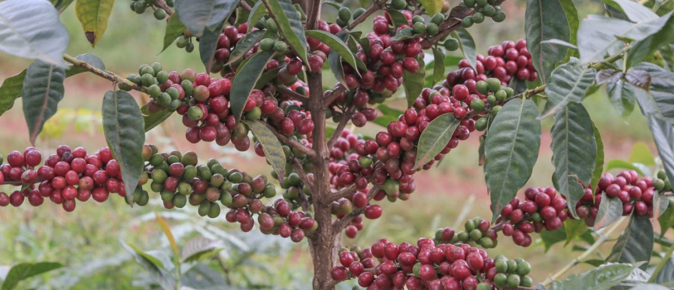 Ethiopia - Guji Buku Natural