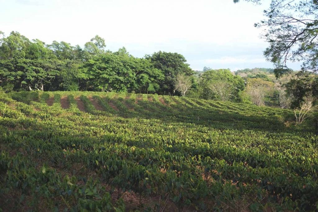 * Micro Lot * Costa Rica - Hacienda Sonora - Central Valley - Catuai - Red Honey Natural - 8oz