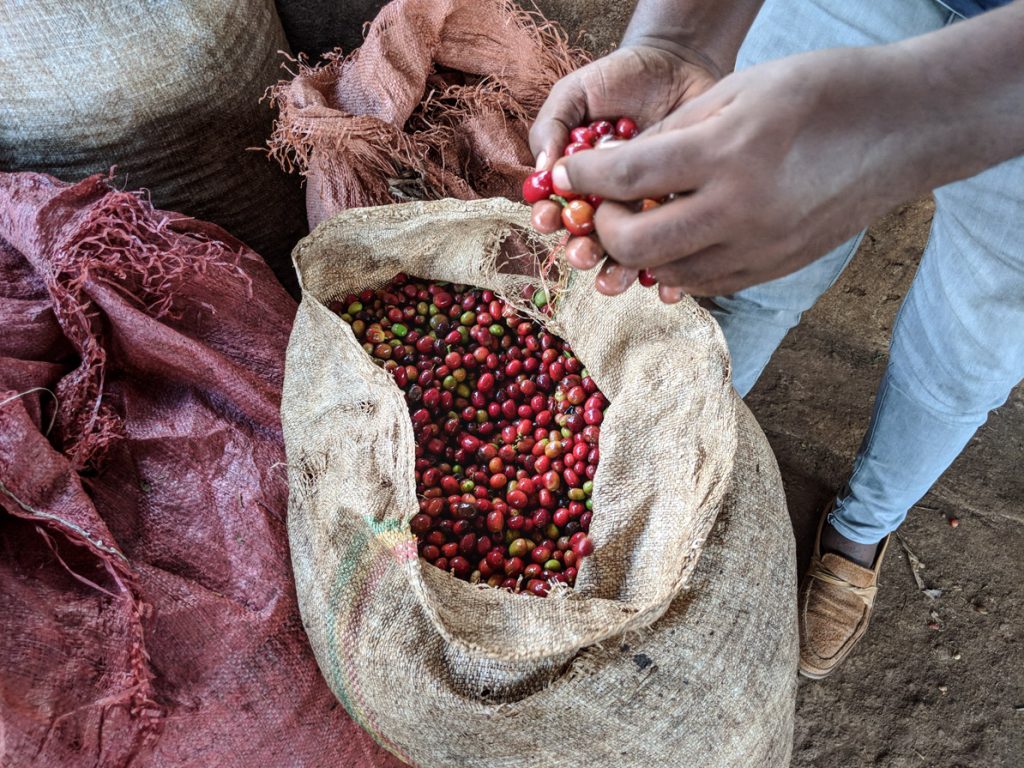 **Limited Release** Ethiopia - Yirgacheffe - Koke Co-Op - Honey Process