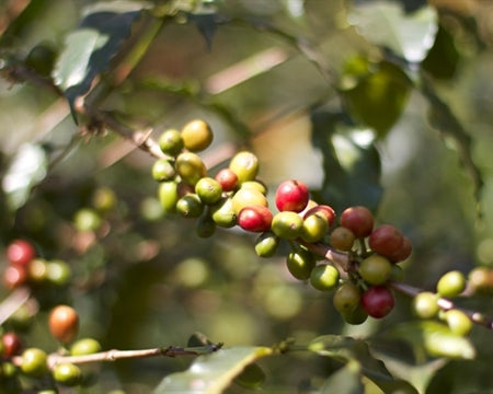 **Limited Release** Ethiopia - Yirgacheffe - Koke Co-Op - Honey Process