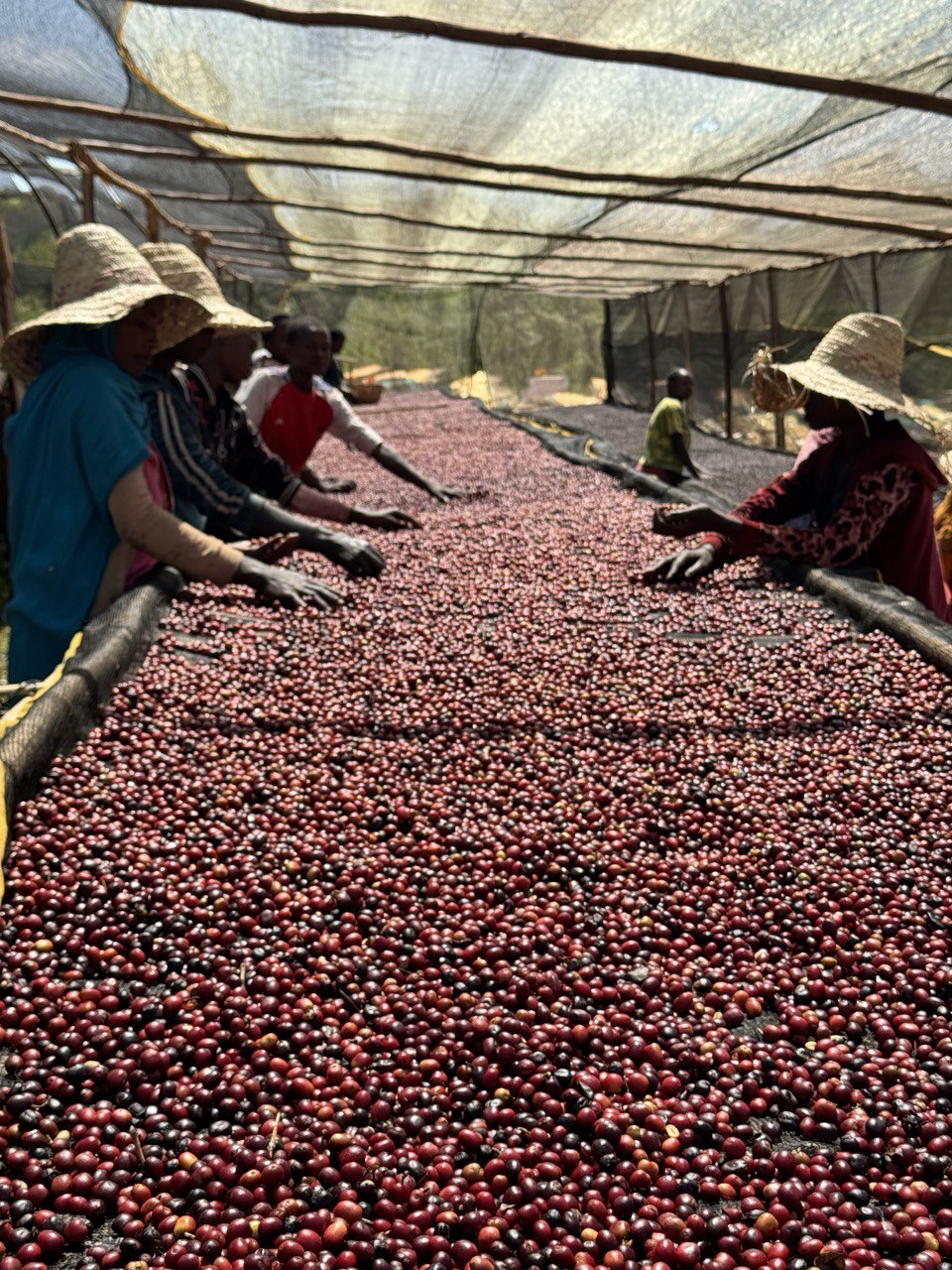 Ethiopia - Guji - Hambela - Tracon Coffee - Deri Kidame Station - Natural