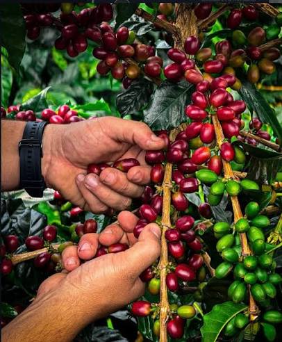 Colombia - Peñas Blancas Estate - Nestor Lasso & Jhon Vergara - Anaerobic Natural - Caturra
